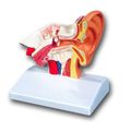 Ref. coupe oreille anatomique interson modèle de bureau 